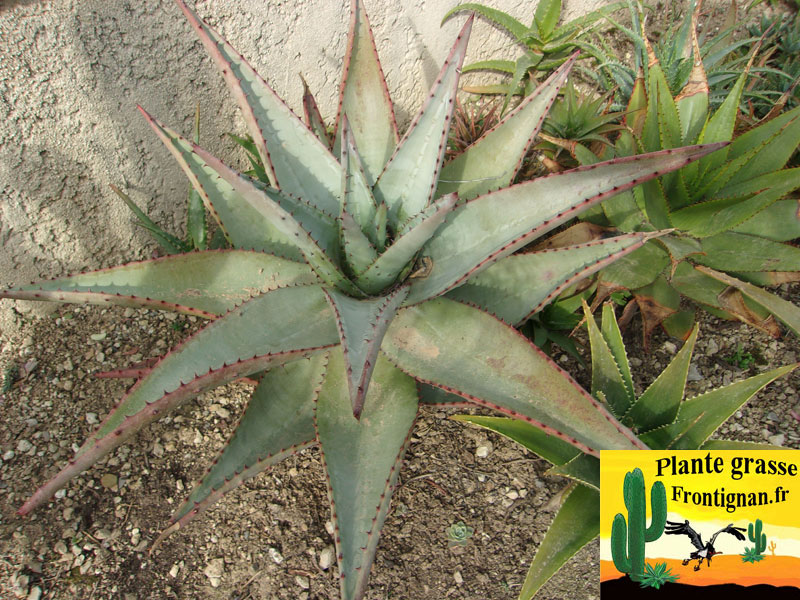 planter un aloe vera en pleine terre